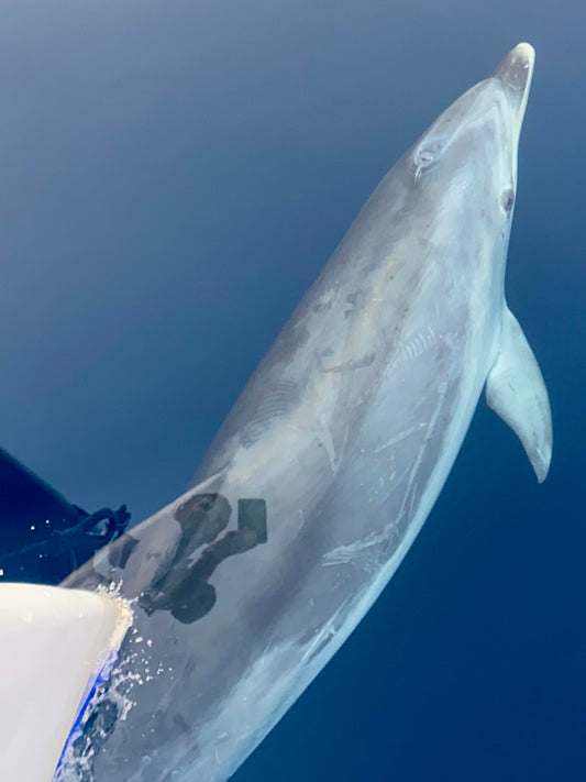 Wild dolphin close-up alongside sailing boat, dolphin watching in Arrábida Natural Park, Portugal