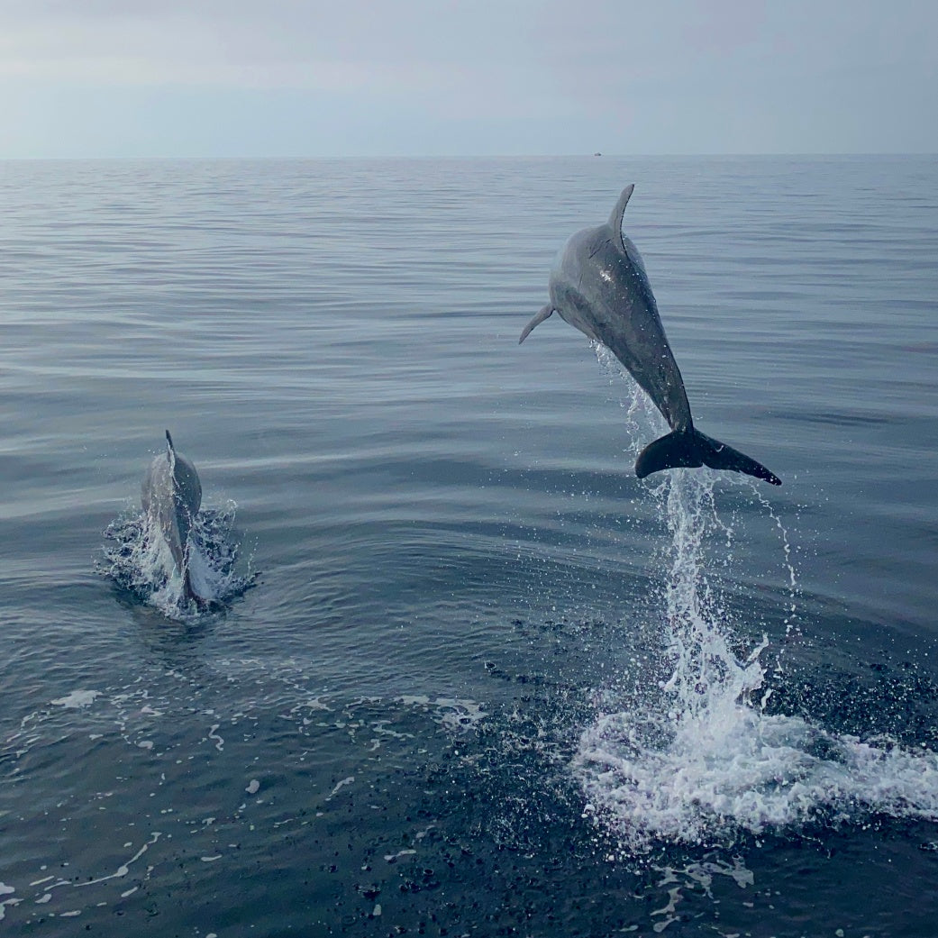 Two dolphins leaping out of Atlantic ocean waves, dolphin watching tour Sesimbra, Arrabida Natural Park, Setubal Peninsula, The Untold Weekend Portugal
