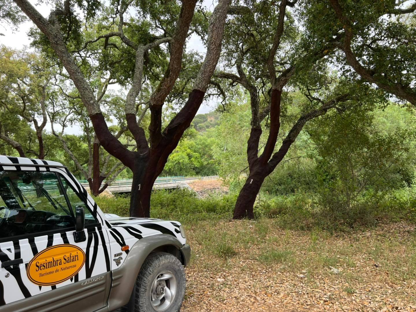 Sesimbra Safari jeep in cork oak forest, Serra da Arrábida Natural Park guided tour