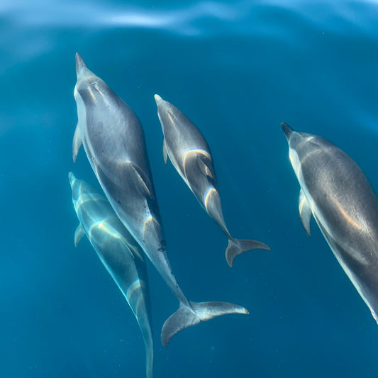 Pod of dolphins swimming underwater in Atlantic ocean, dolphin watching tour Sesimbra, Arrábida Natural Park, The Untold Weekend, Setúbal Peninsula