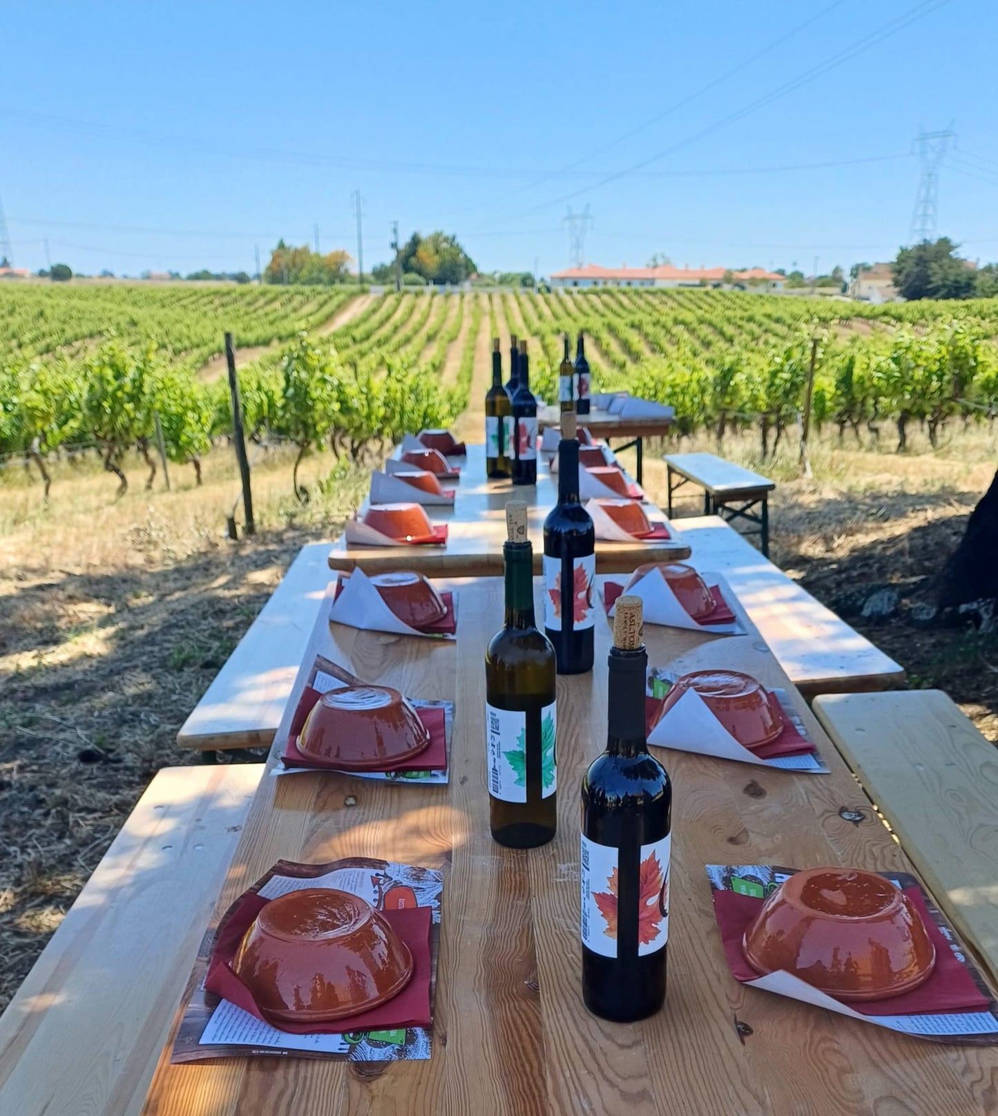 Outdoor wine lunch in Palmela vineyard, private Untold Terroir experience