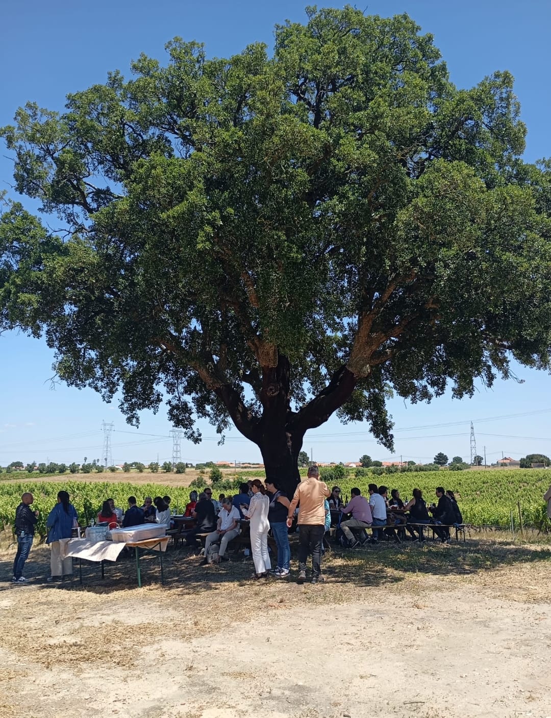 Group wine tasting under ancient oak tree in Palmela vineyard, Setúbal Peninsula